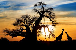 Spectacular african sunset baobab and giraffe