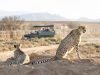 Safari jeep vehicle filled with guide and tourists in background watching two cheetahs (Acinonyx jubatus) in the Karoo desert, Western Cape, South Africa
